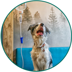 Image icon